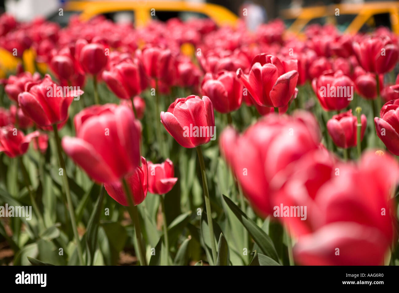 Un letto di tulipani rossi sorge il sole su una strada di New York City USA Aprile 2006 Foto Stock
