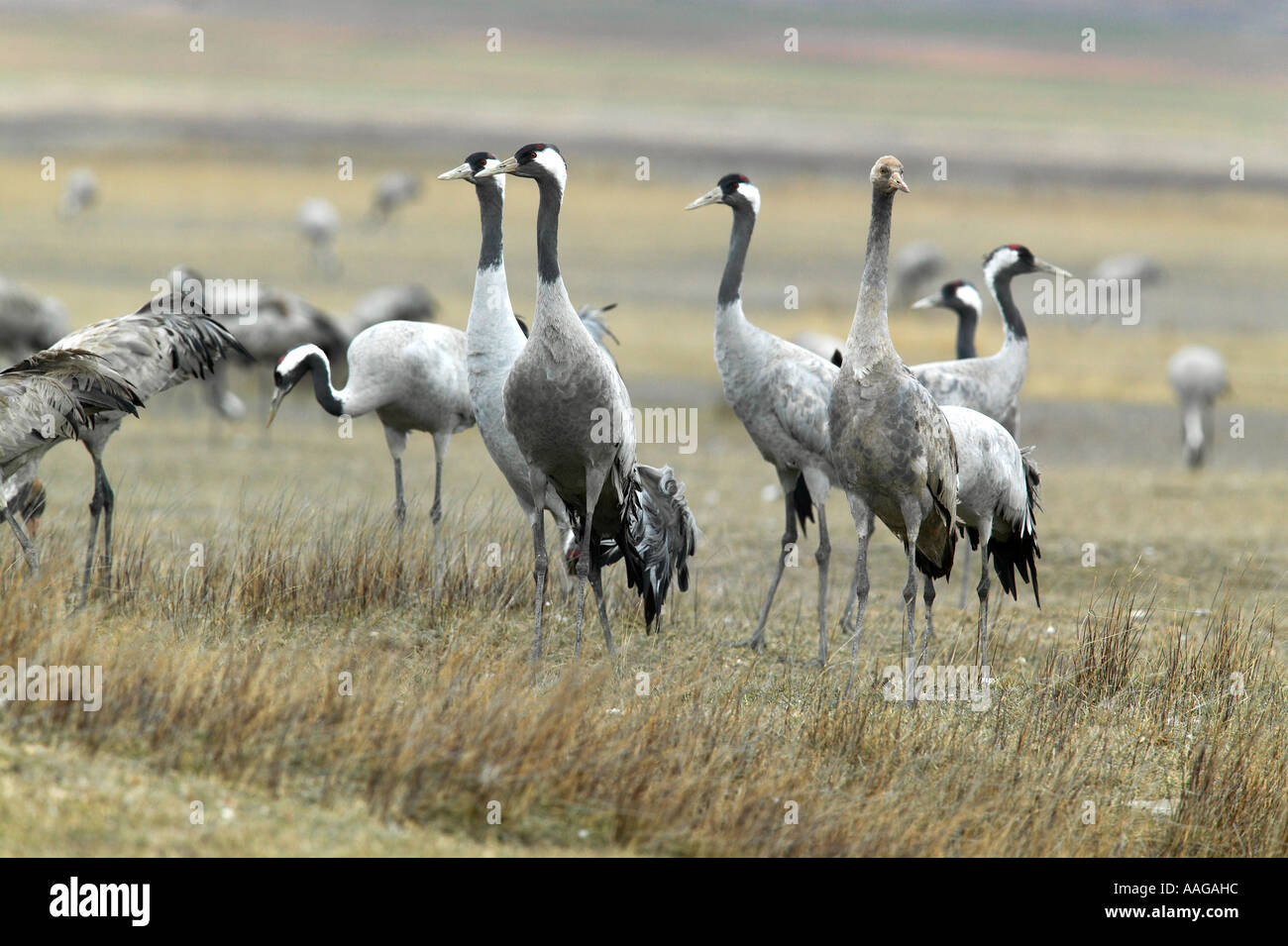 Politica europea comune in materia di gru (grus grus). Gallocanta, Spagna Foto Stock