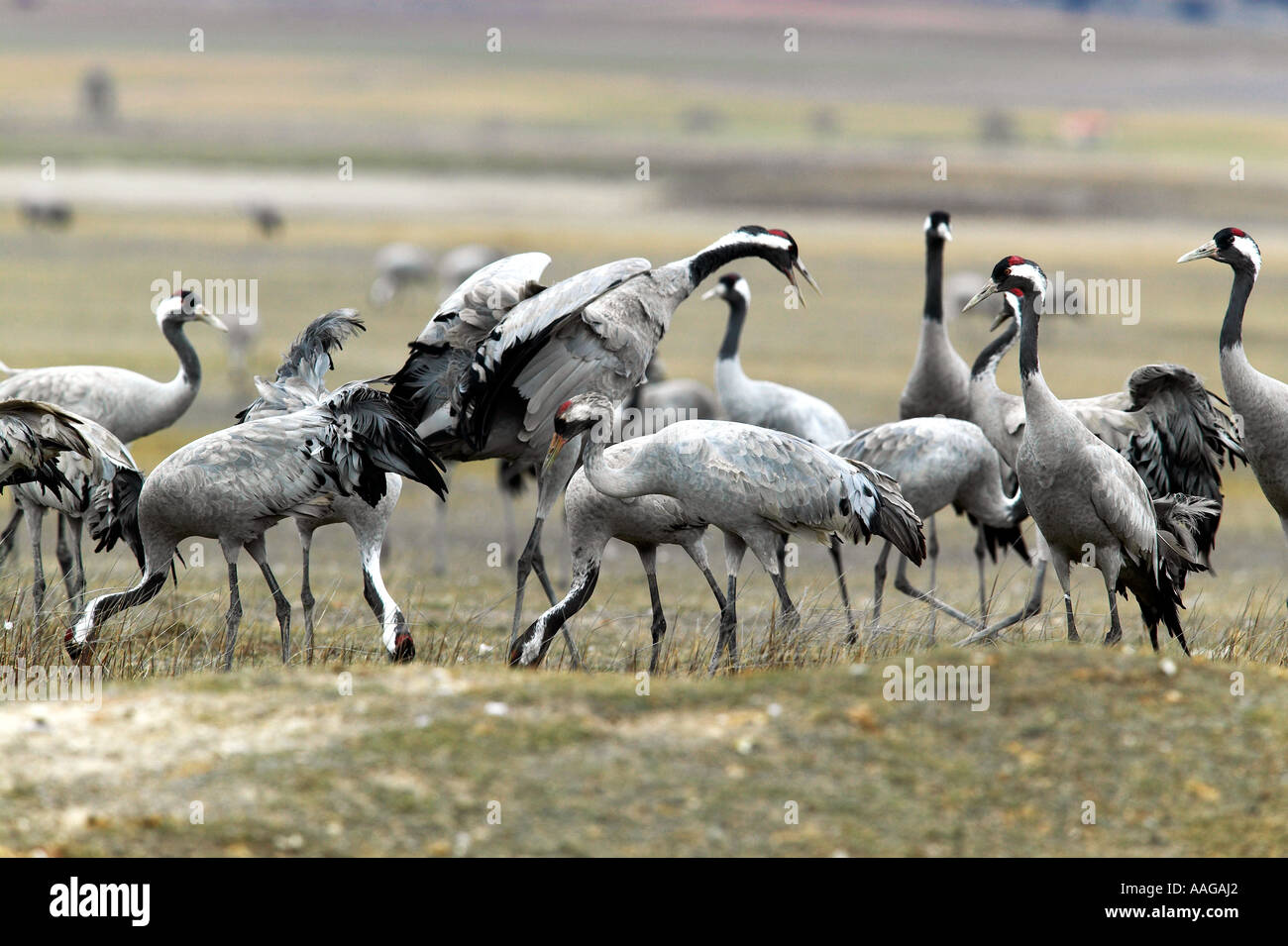 Politica europea comune in materia di gru (grus grus). Gallocanta, Spagna Foto Stock