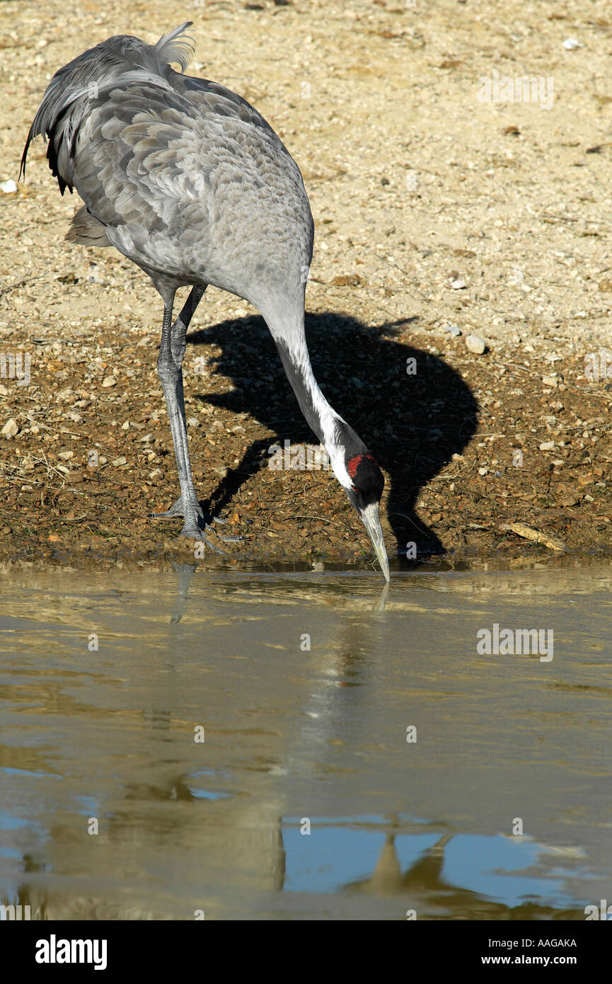 Politica europea comune in materia di gru (grus grus). Gallocanta, Spagna Foto Stock