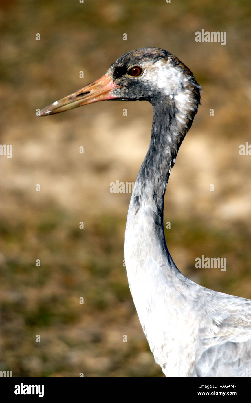 Politica europea comune in materia di gru (grus grus). Gallocanta, Spagna Foto Stock