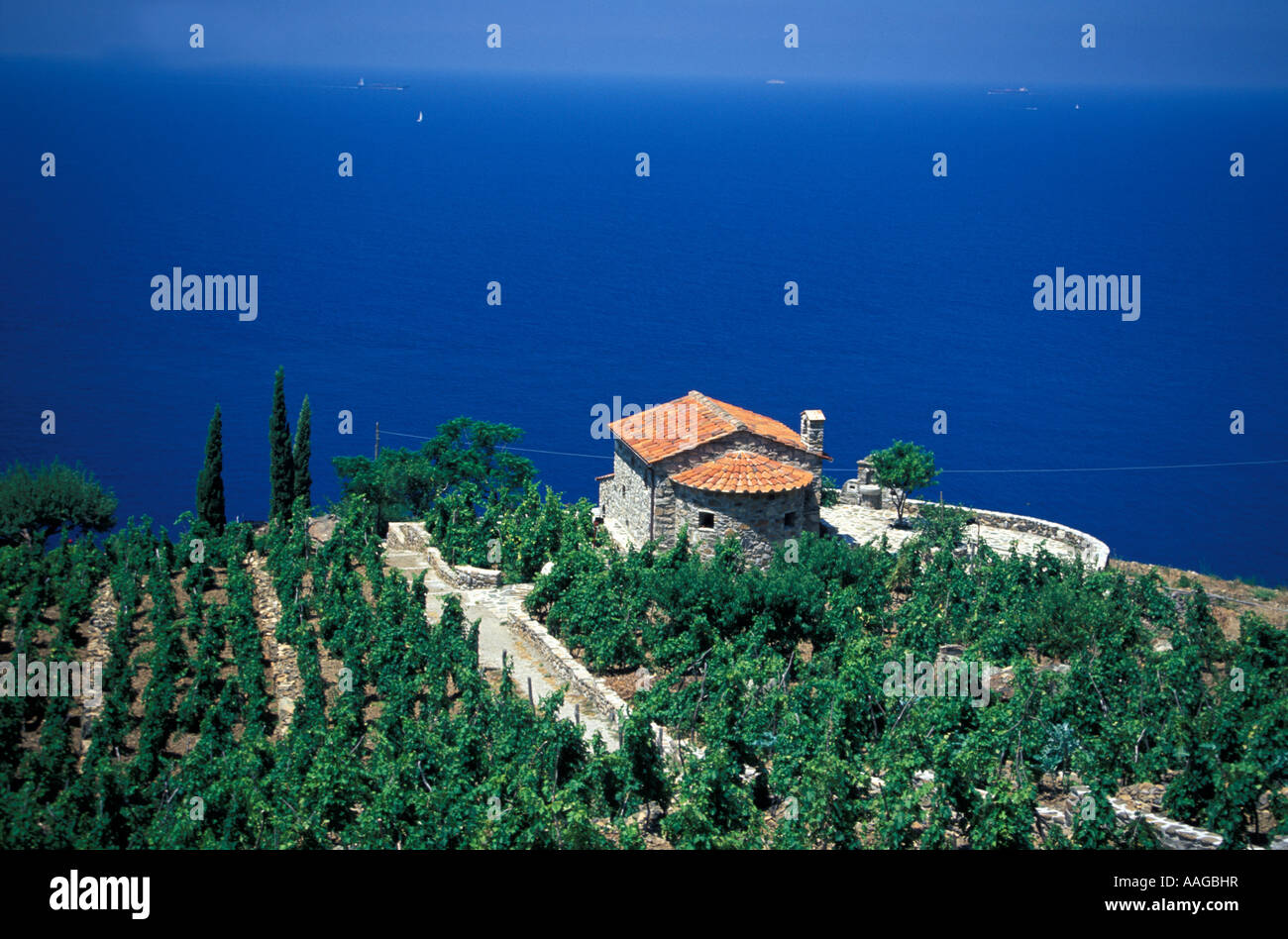 Vigna al lato ovest dell'Isola d'Elba toscana italia Foto Stock