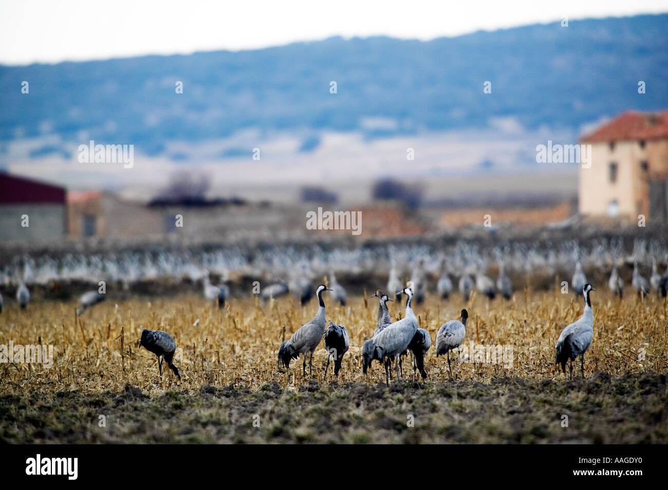 Politica europea comune in materia di gru (grus grus). Gallocanta, Spagna Foto Stock