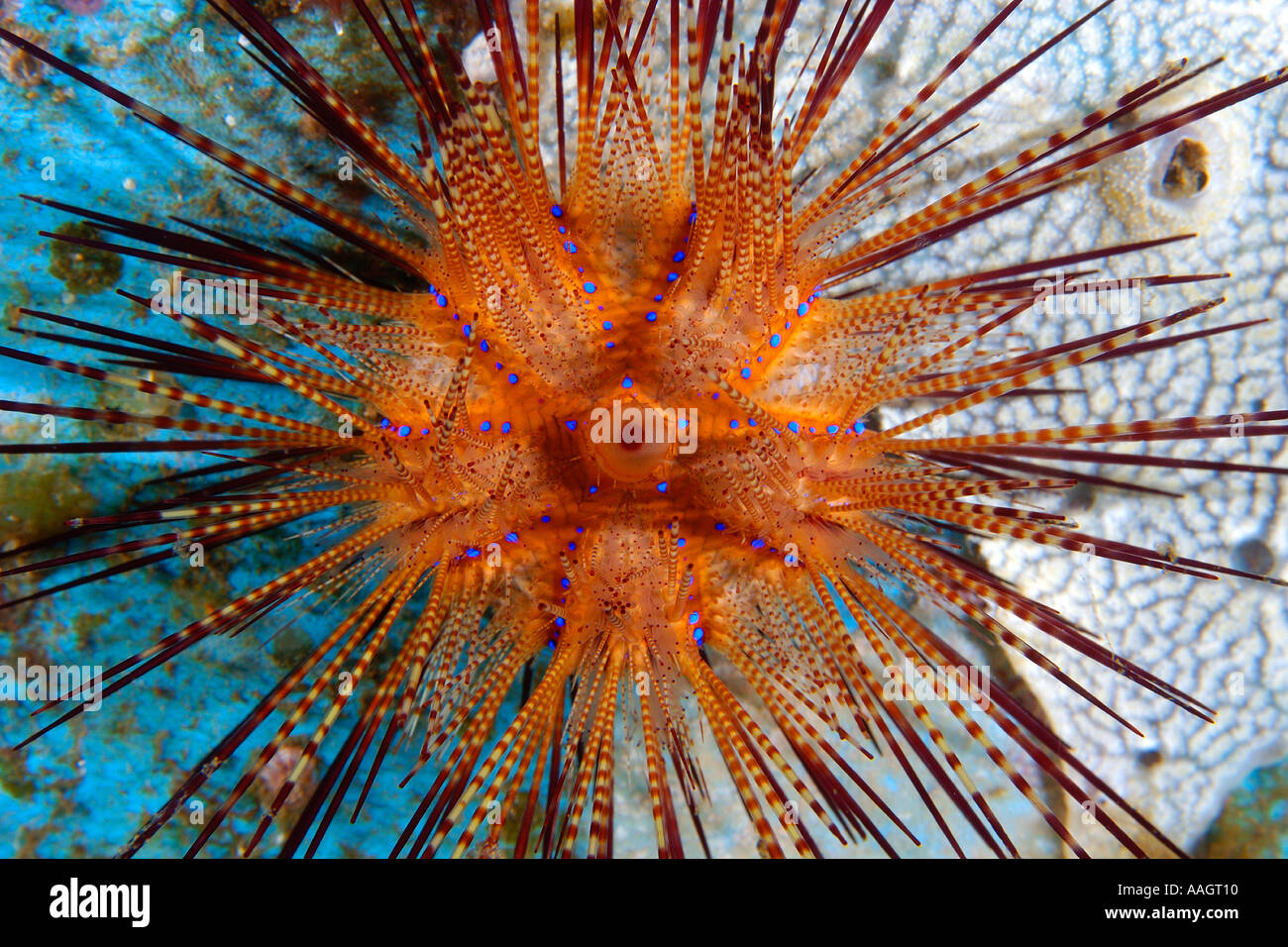 Ricci di mare Astropyga radiata Dumaguete isola Negros Filippine Foto Stock