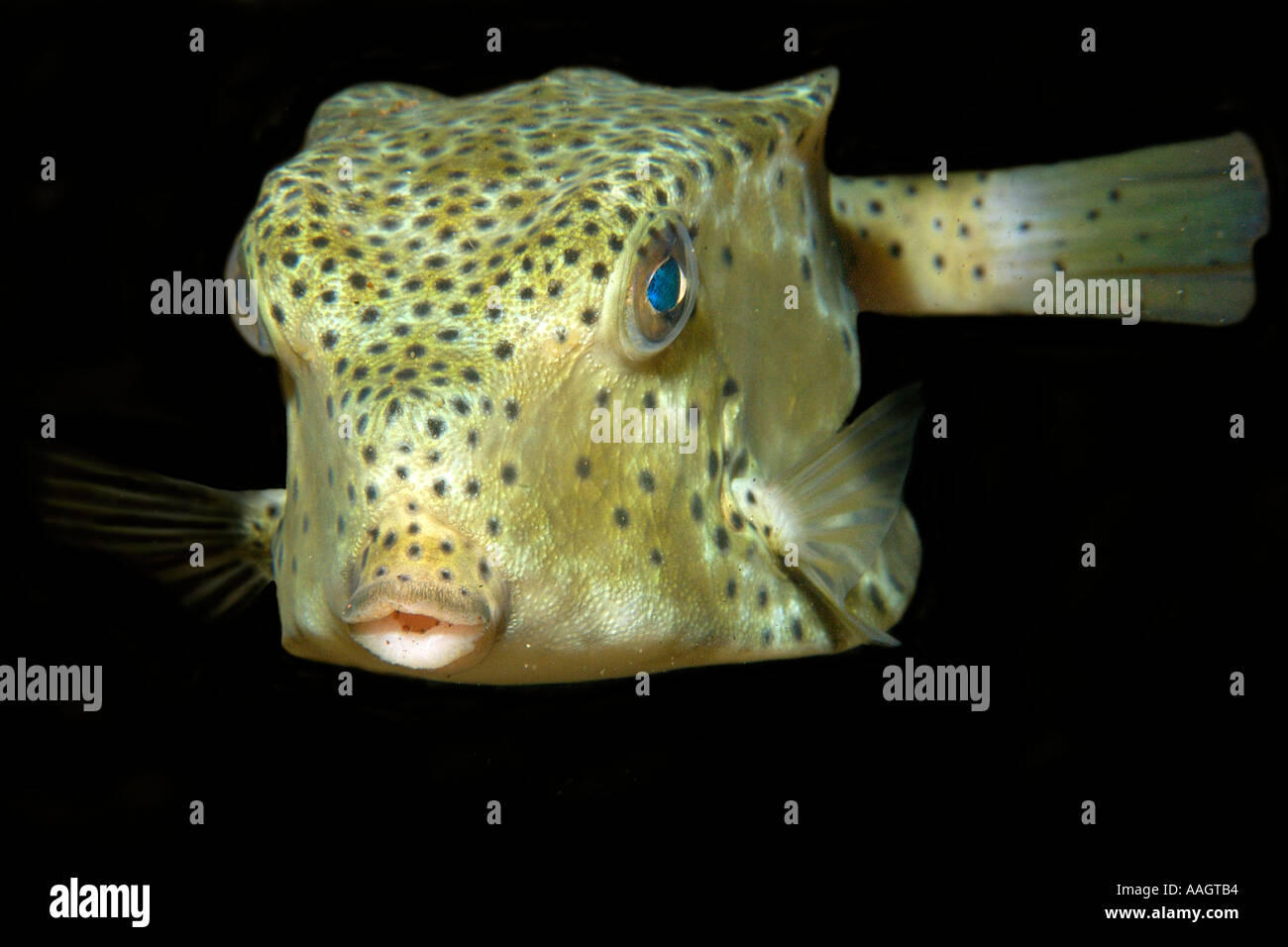 Shortnose boxfish Rhynchostracion nasus di notte Dumaguete isola Negros Filippine Foto Stock