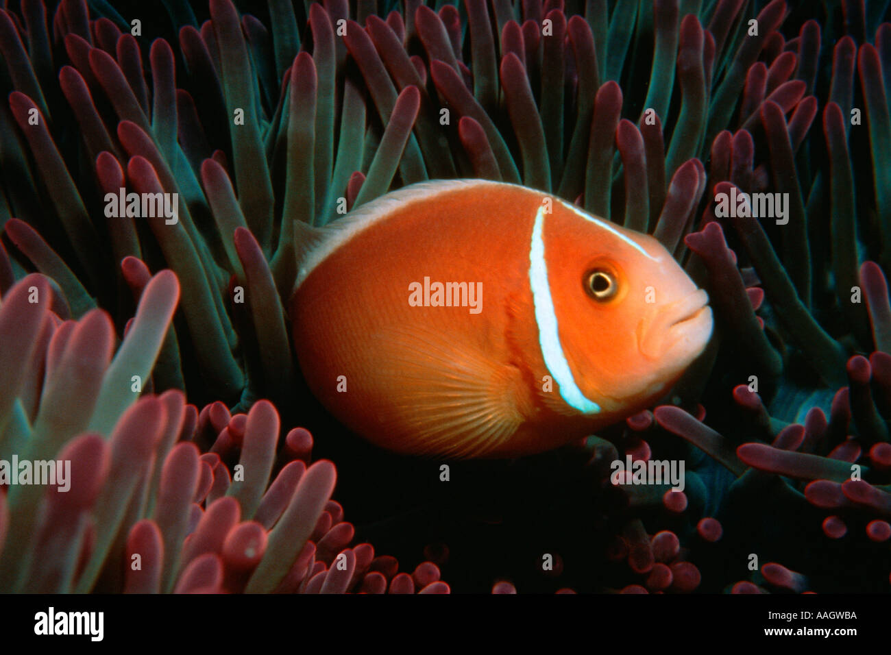 Pink anemonefish Amphiprion perideraion in anemone marittimo Great Barrier Reef Marine Park Australia Sud Pacifico Foto Stock