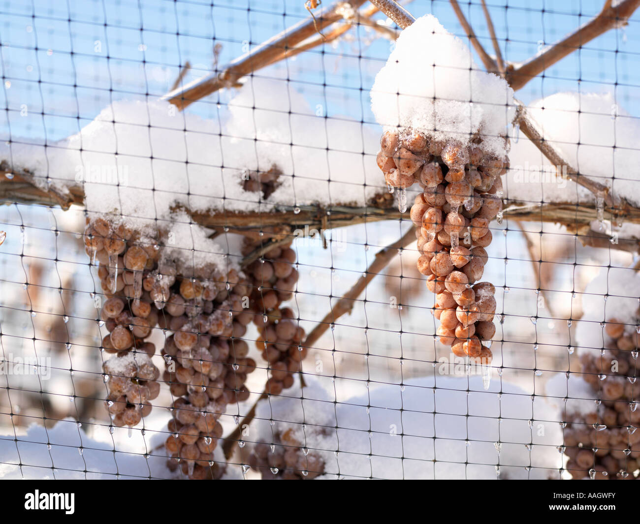 Canada Ontario Niagara sul lago icewine uva lasciata sulle vigne per un raccolto invernale di produrre vino di ghiaccio Foto Stock