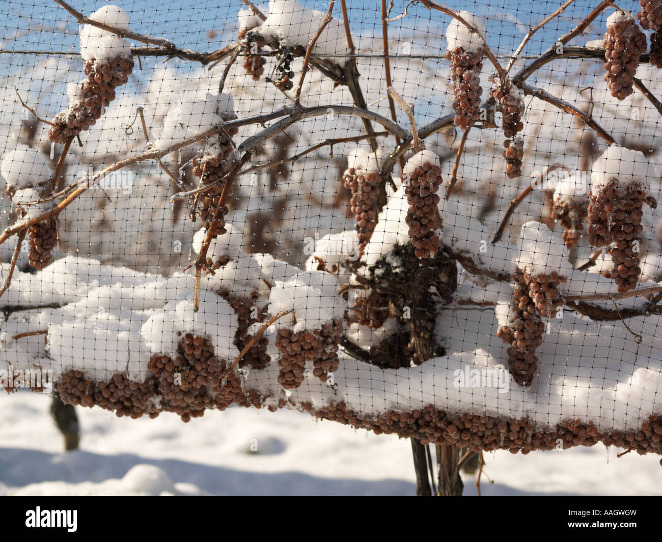 Canada,Ontario,Niagara-su-il-Lago,uve lasciate sulla vite fino a quando l'inverno per vino di ghiaccio il raccolto Foto Stock