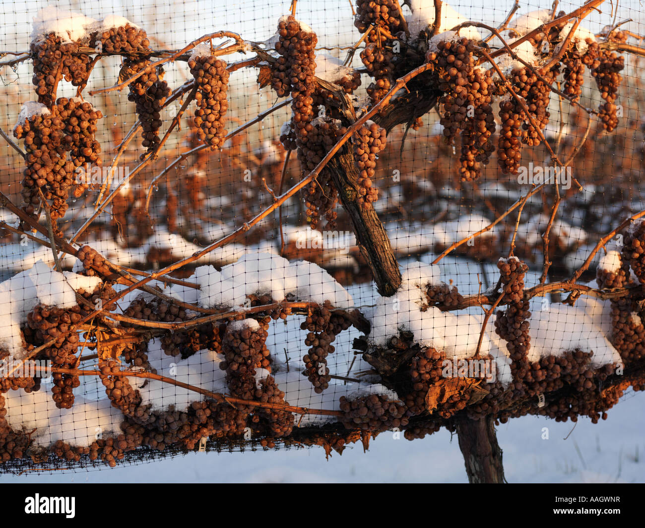 Canada,Ontario,Niagara-su-il-Lago,uve lasciate sulla vite fino a quando l'inverno per vino di ghiaccio il raccolto Foto Stock