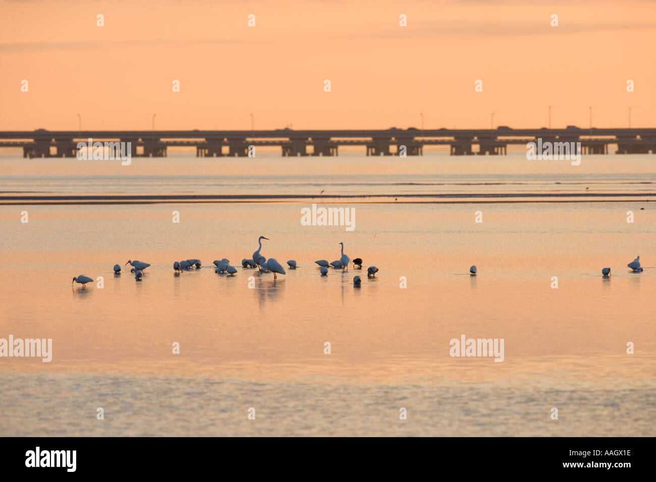 Uccelli limicoli e trampolieri come visto da Fort De Soto Park a Pinellas County Florida I 275 è a distanza Foto Stock