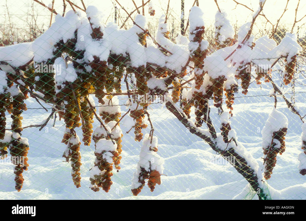 Canada Ontario Niagara sul lago Vidal uve lasciate congelare sulla vite per la produzione di icewine Foto Stock