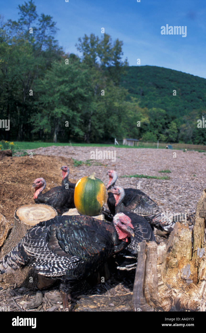 Kent CT Tacchini mangiare una zucca all'acqua piovana progetto Fattoria Kent Land Trust nel Litchfield Hills di Western Connecticut Foto Stock