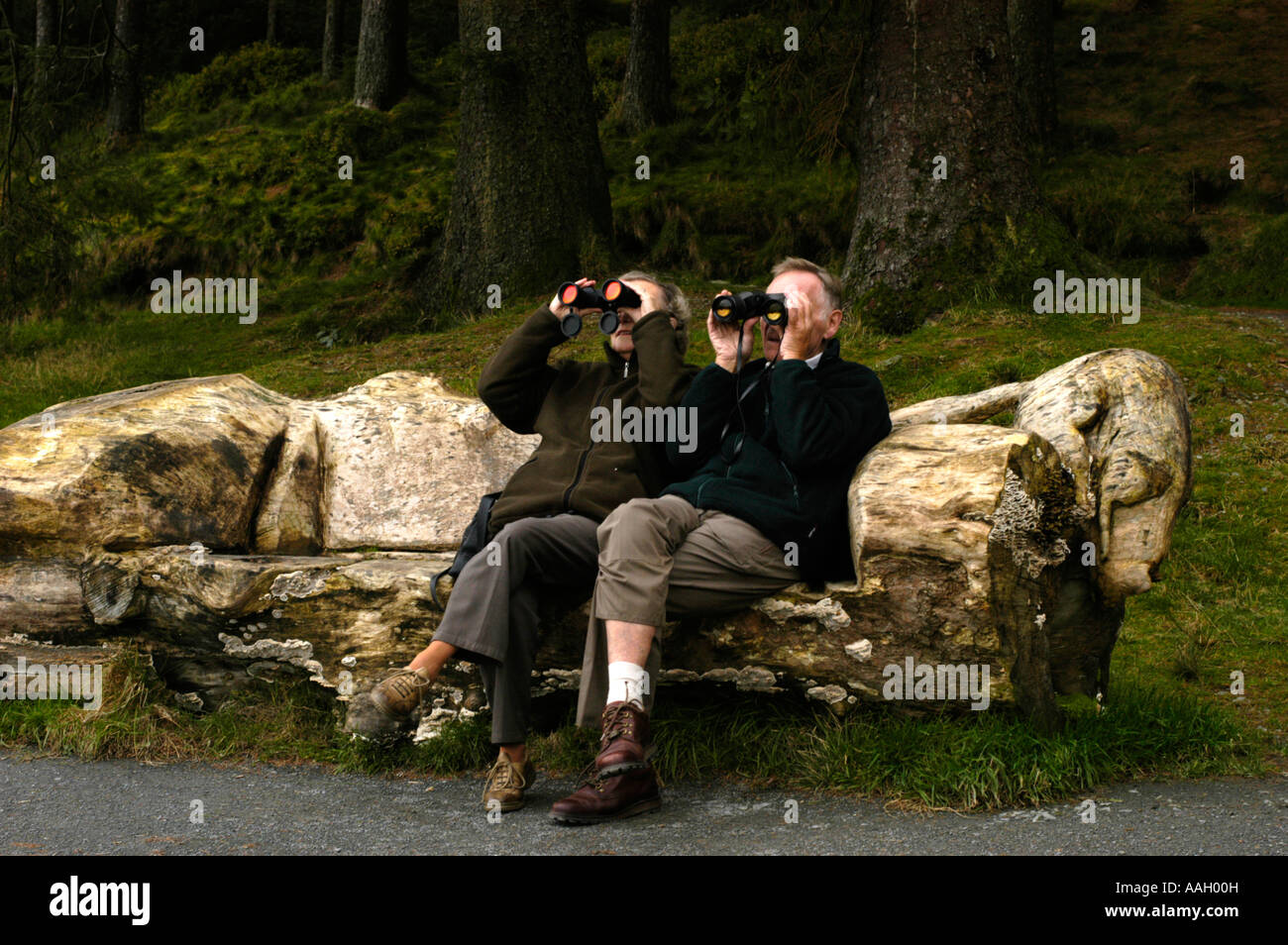 Due persone che guardano gli uccelli attraverso il binocolo a Nant Yr Arian Forest park Ponterwyd vicino a Aberystwyth Wales UK Foto Stock