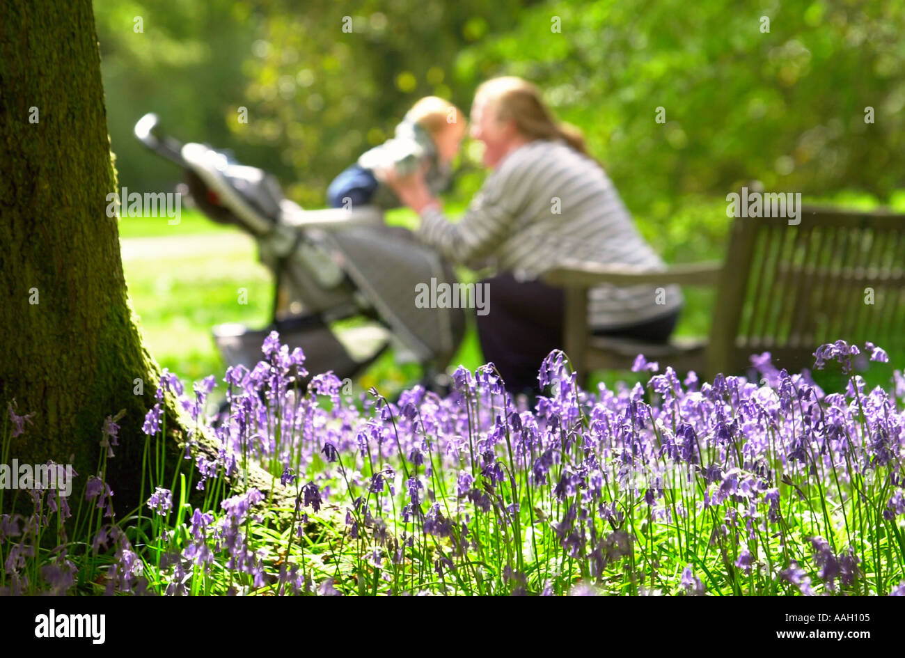 BLUEBELLS a Westonbirt Arboretum IN GLOUCESTERSHIRE REGNO UNITO Foto Stock