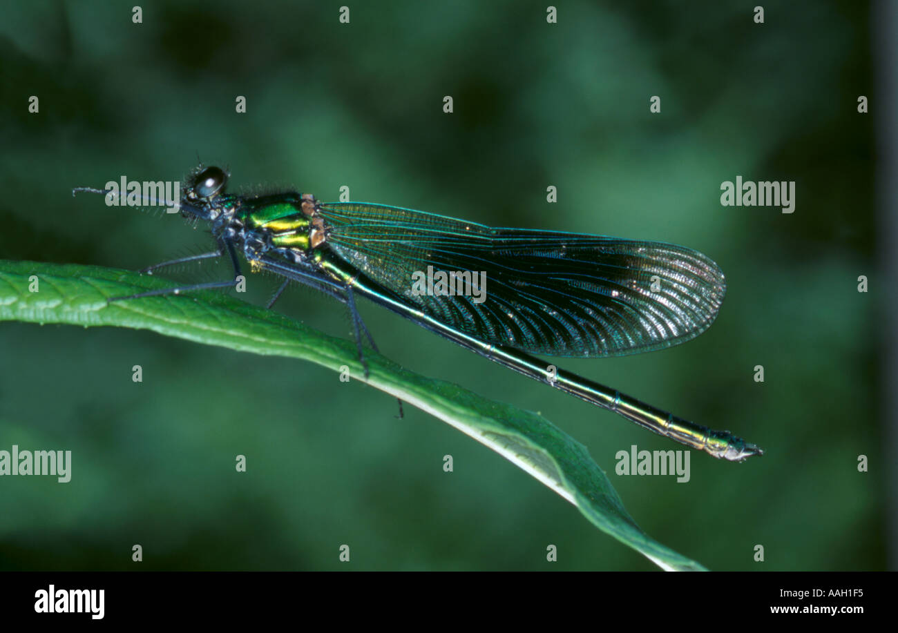 Damselfly nastrati o marca (Agrion Agrion splendens) (ordine odonati, gruppo Zygoptera) Foto Stock
