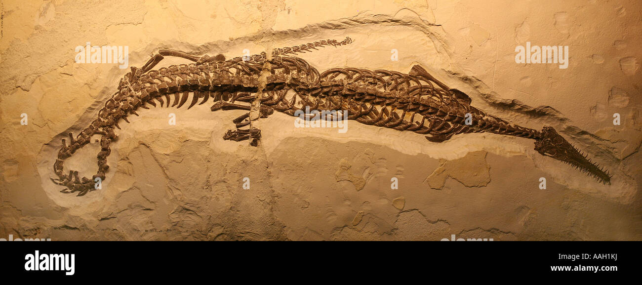 Studi Paleonthology la storia della vita sulla terra Museo Naturalis di Leida solo uso editoriale Foto Stock