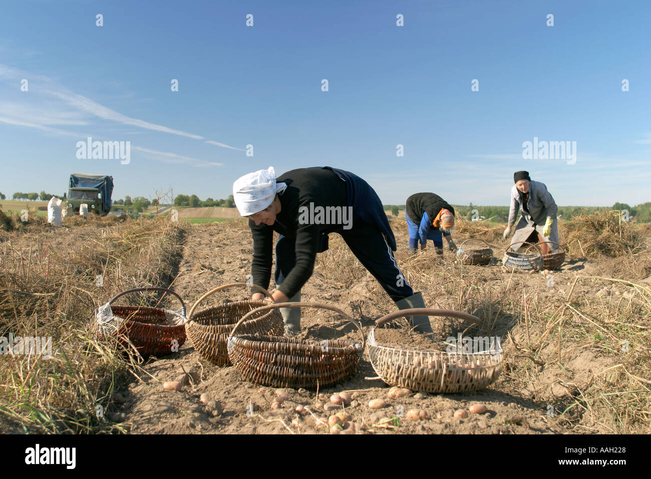 La raccolta delle patate nella ex repubblica sovietica di Bielorussia Foto Stock