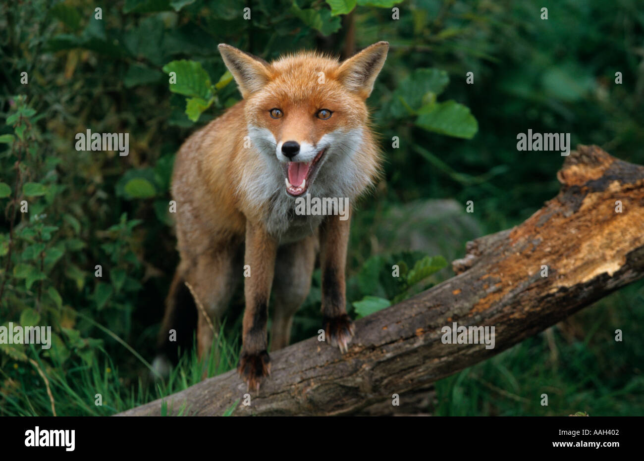 Volpe Vulpes vulpes caccia in macchia terra Norfolk Foto Stock