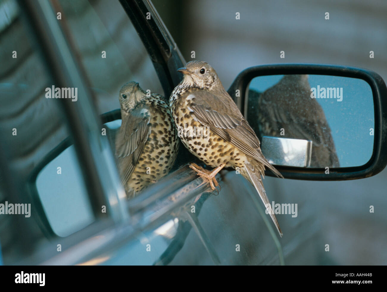 Tordo Mistle attaccando propria riflessione Norfolk UK Winter Foto Stock