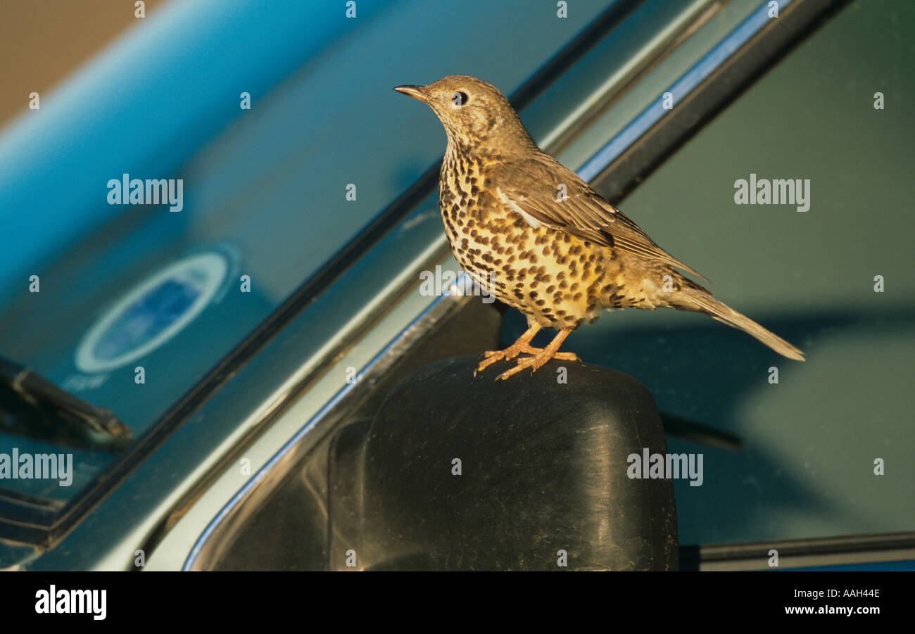 Tordo Mistle attaccando propria riflessione Norfolk UK Winter Foto Stock
