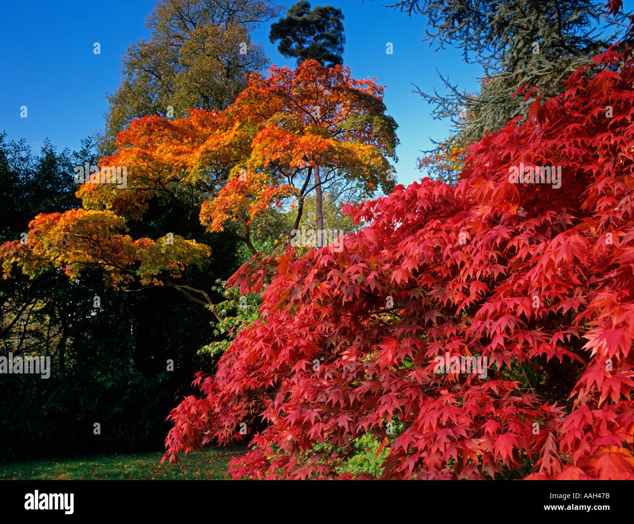 Maples in foglie autunnali a Westonbirt Arboretum Gloucestershire Foto Stock