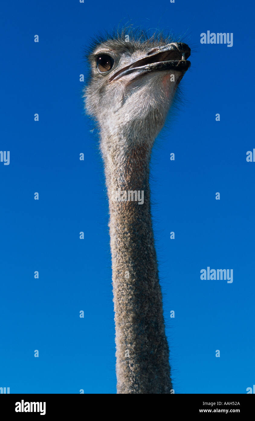 Struzzo Struthio camelus Fattoria in Sud Africa Foto Stock