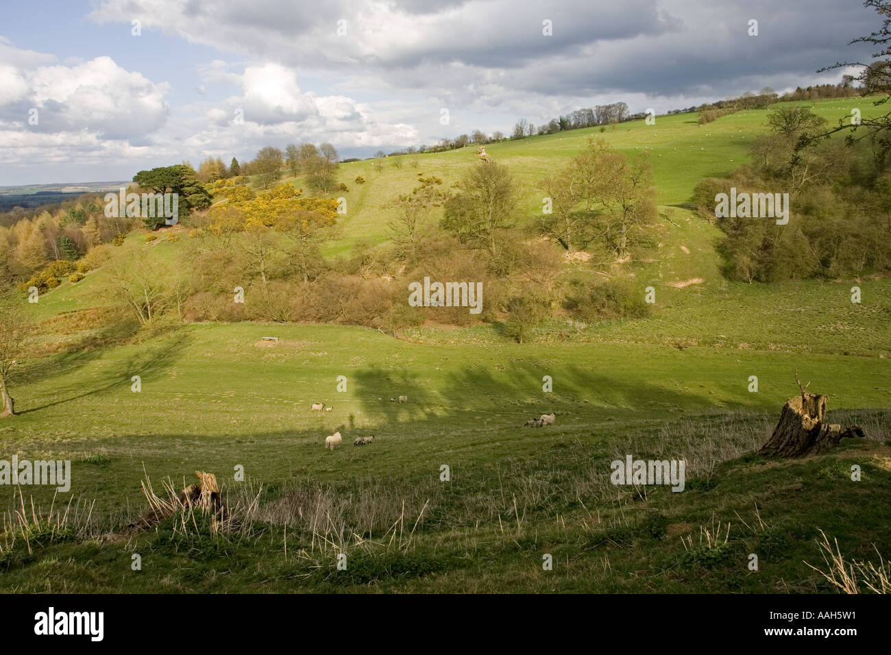 Bosco e ginestre molla sul lato della valle di Cotswolds scarpata a Mickleton vicino a Chipping Campden Regno Unito Foto Stock