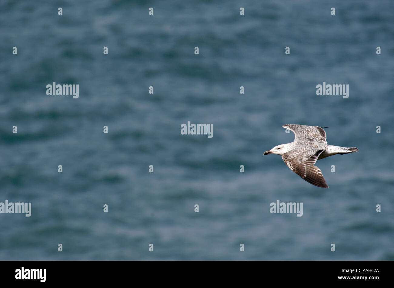 Maggiore Black Backed Gull Larus marinus in volo Foto Stock