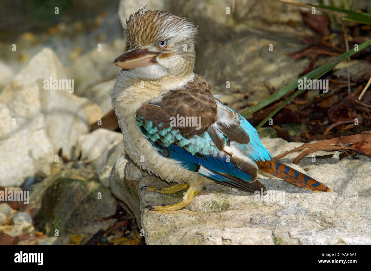 Blue Winged Kookaburra Dacelo leachii Australia Foto Stock