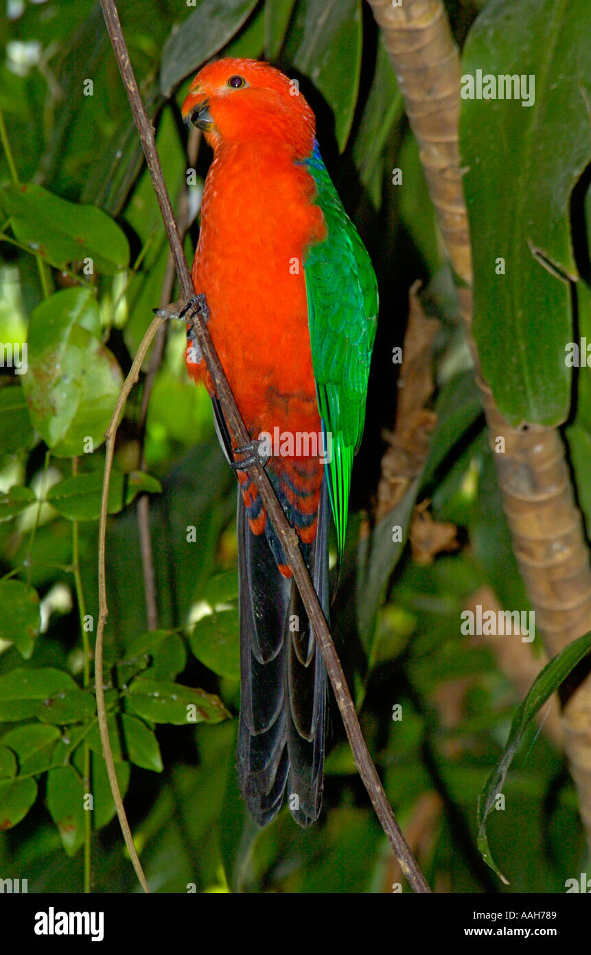Australian re Parrot Alisterus scapularis Foto Stock