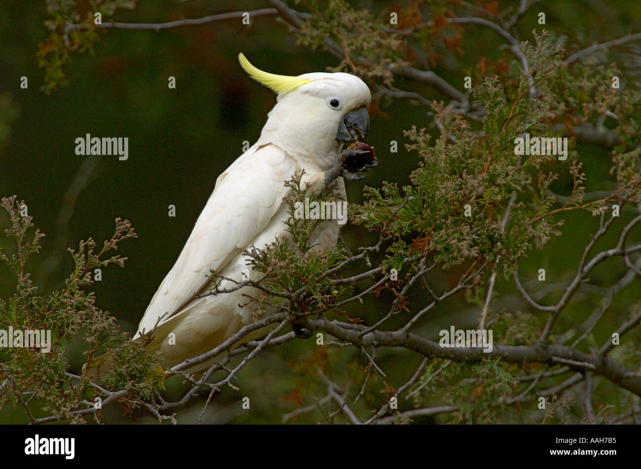 Zolfo Crested Cockatoo Foto Stock