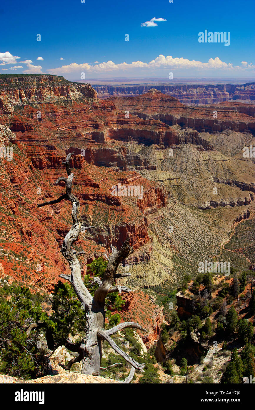 La lussureggiante North Rim del Parco Nazionale del Grand Canyon Arizona USA Foto Stock