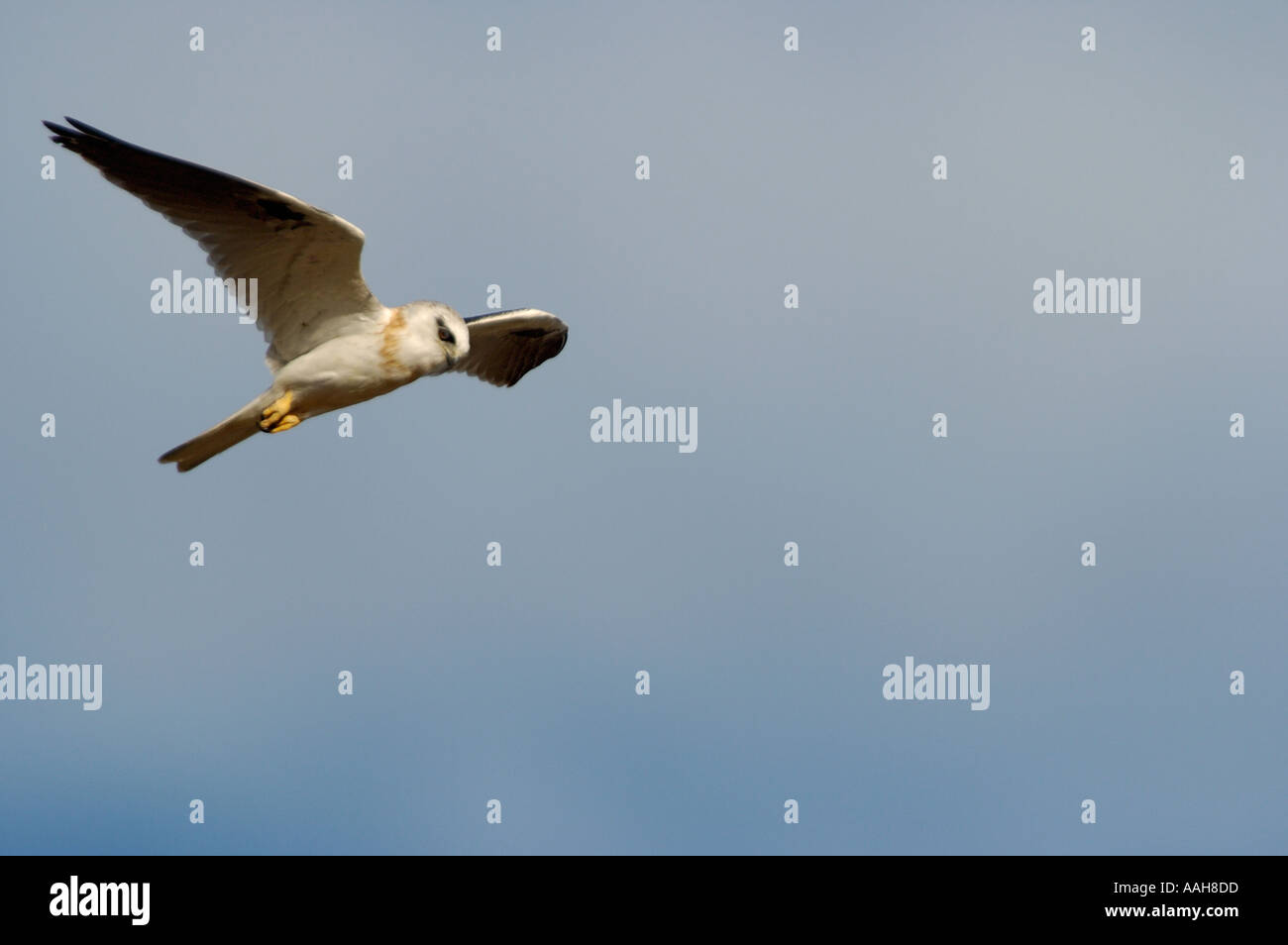 Nero Kite con spallamento Elanus axillaris Foto Stock