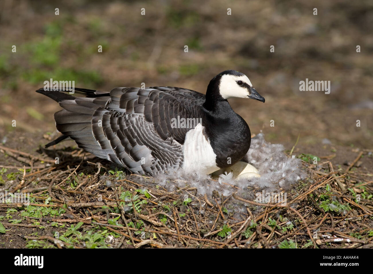 Barnacle Goose Branta leucopsis a nido Foto Stock