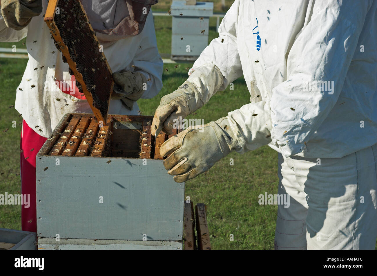 Due apicoltori alveare di ispezione Foto Stock