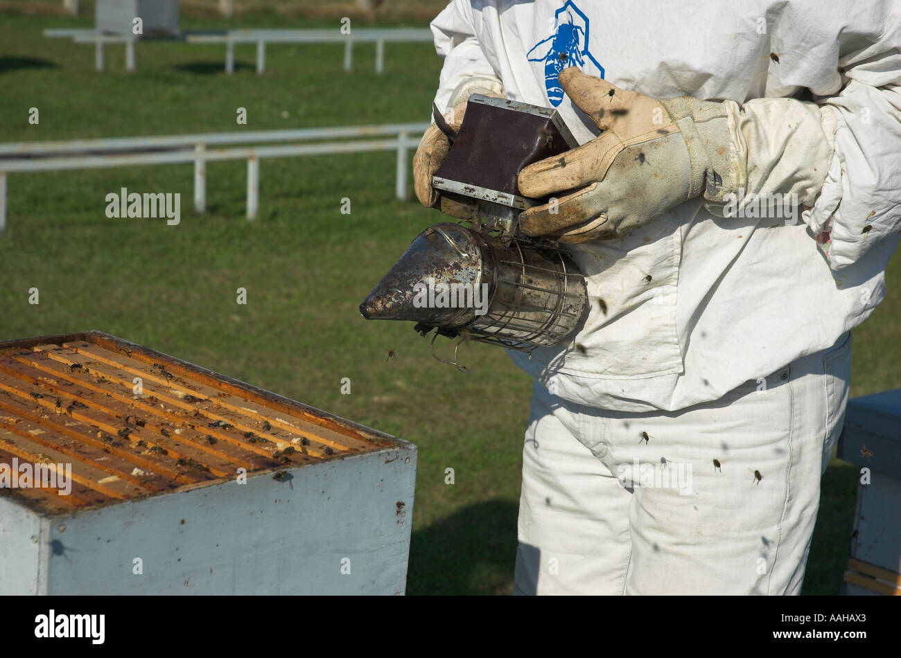 Apicoltore utilizzando fumatore per calmare le api Foto Stock