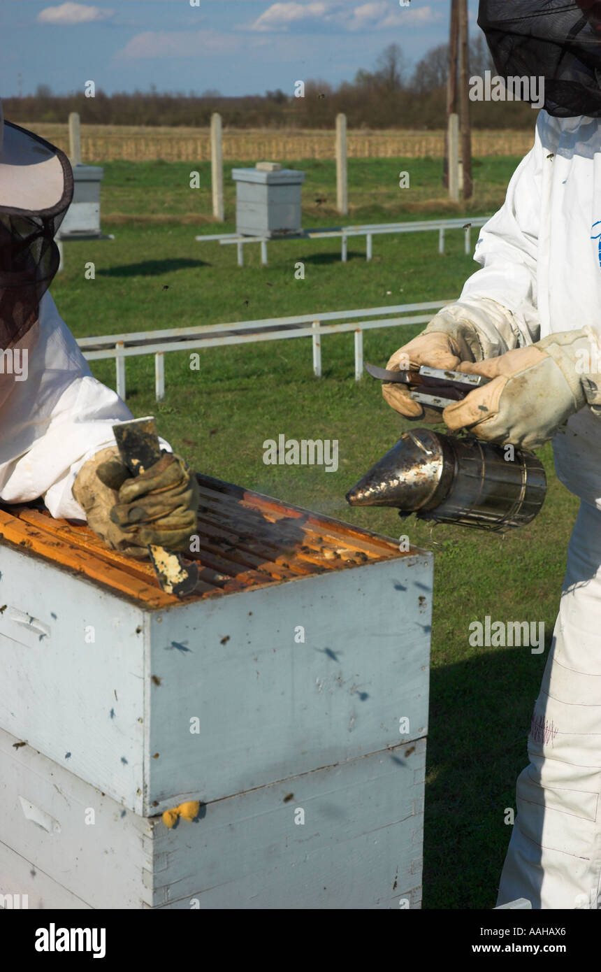 Due gli apicoltori uno di loro utilizzando il fumatore a calmare le api Foto Stock