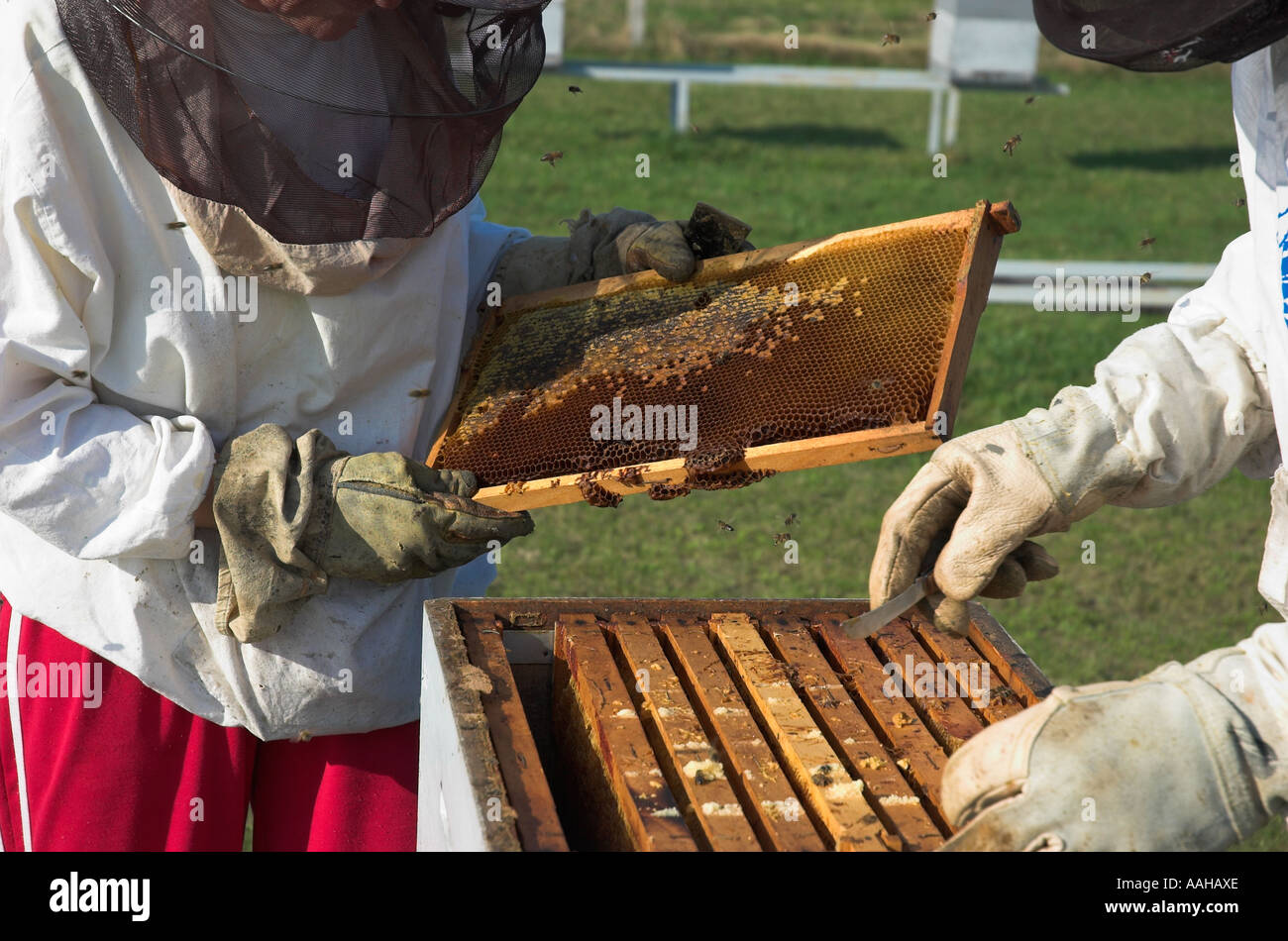Due apicoltori alveare di ispezione Foto Stock