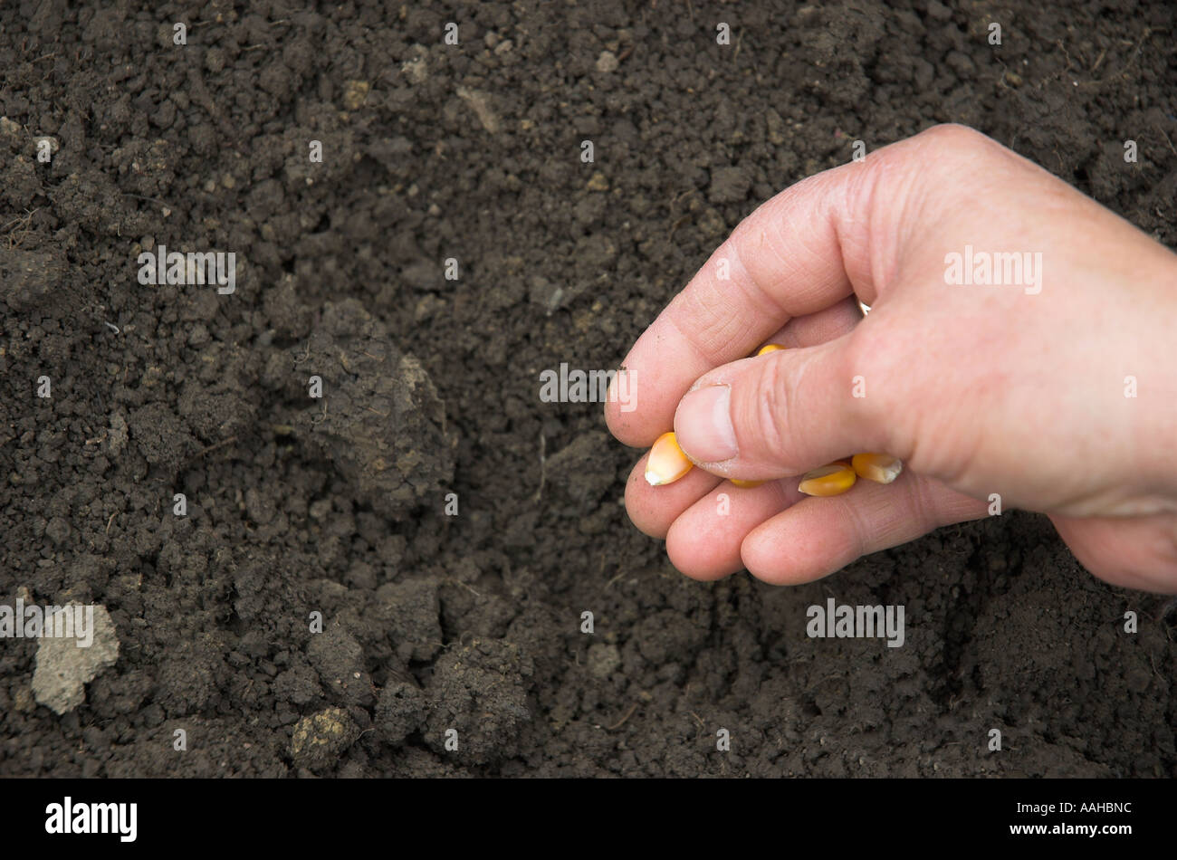 Donna matura mano seedcorn semina in vivaio Foto Stock