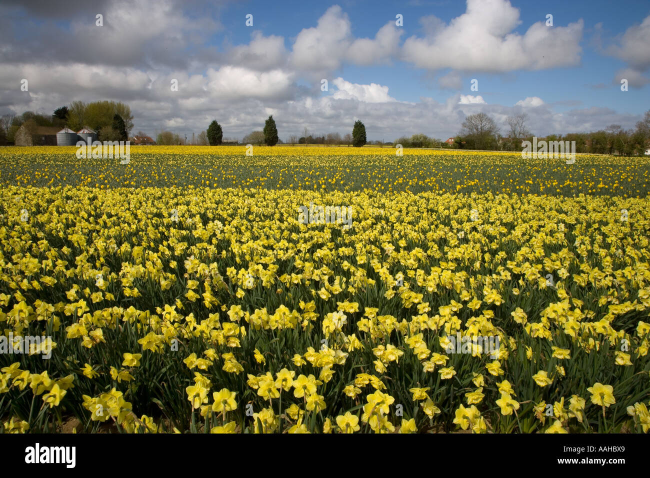 Commercial narcisi in fiore formando un mare di giallo nella primavera del NORFOLK REGNO UNITO Foto Stock