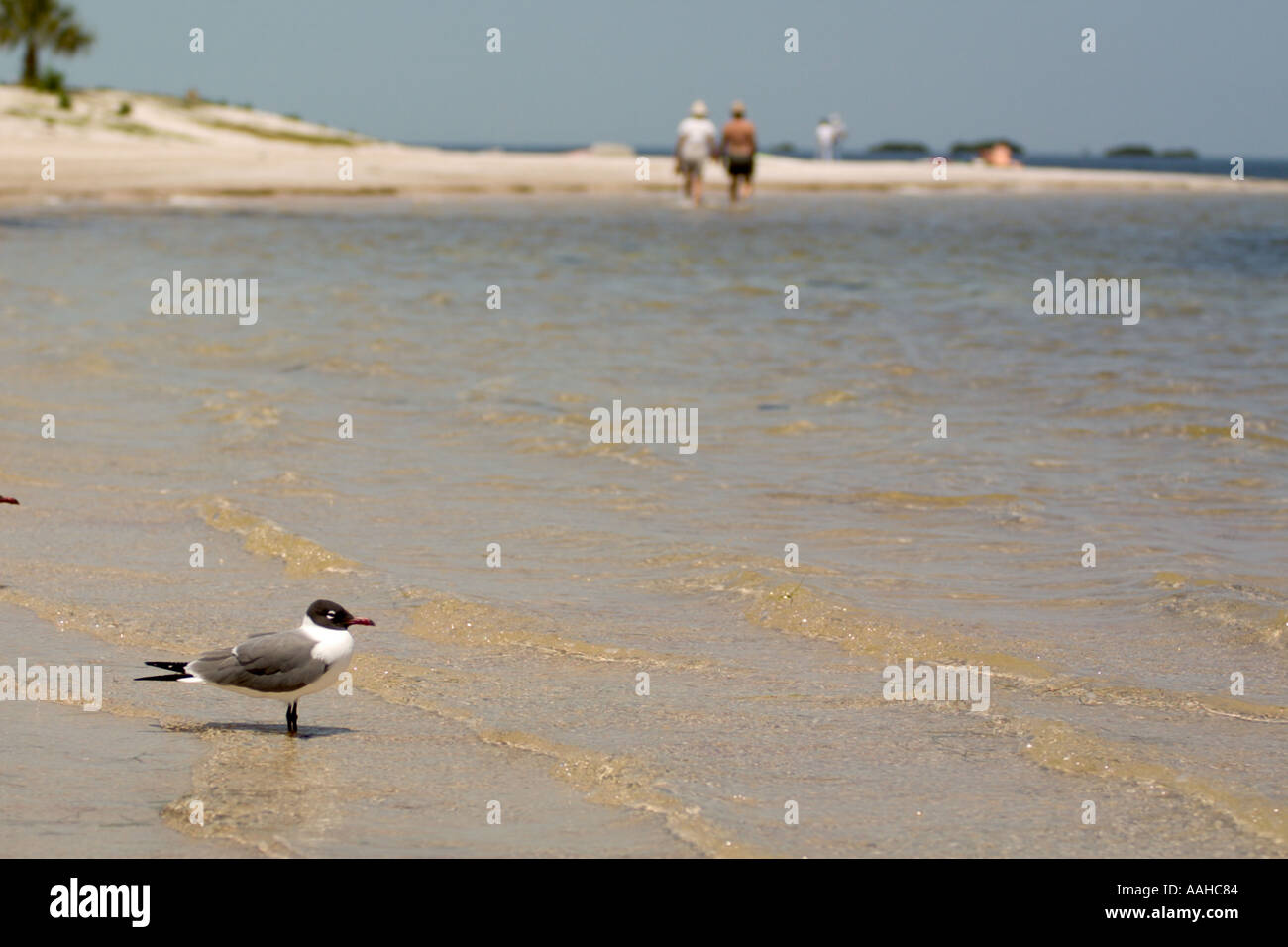 Seagull in sabbia e giovane beachcombing sulla spiaggia in Florida USA Foto Stock