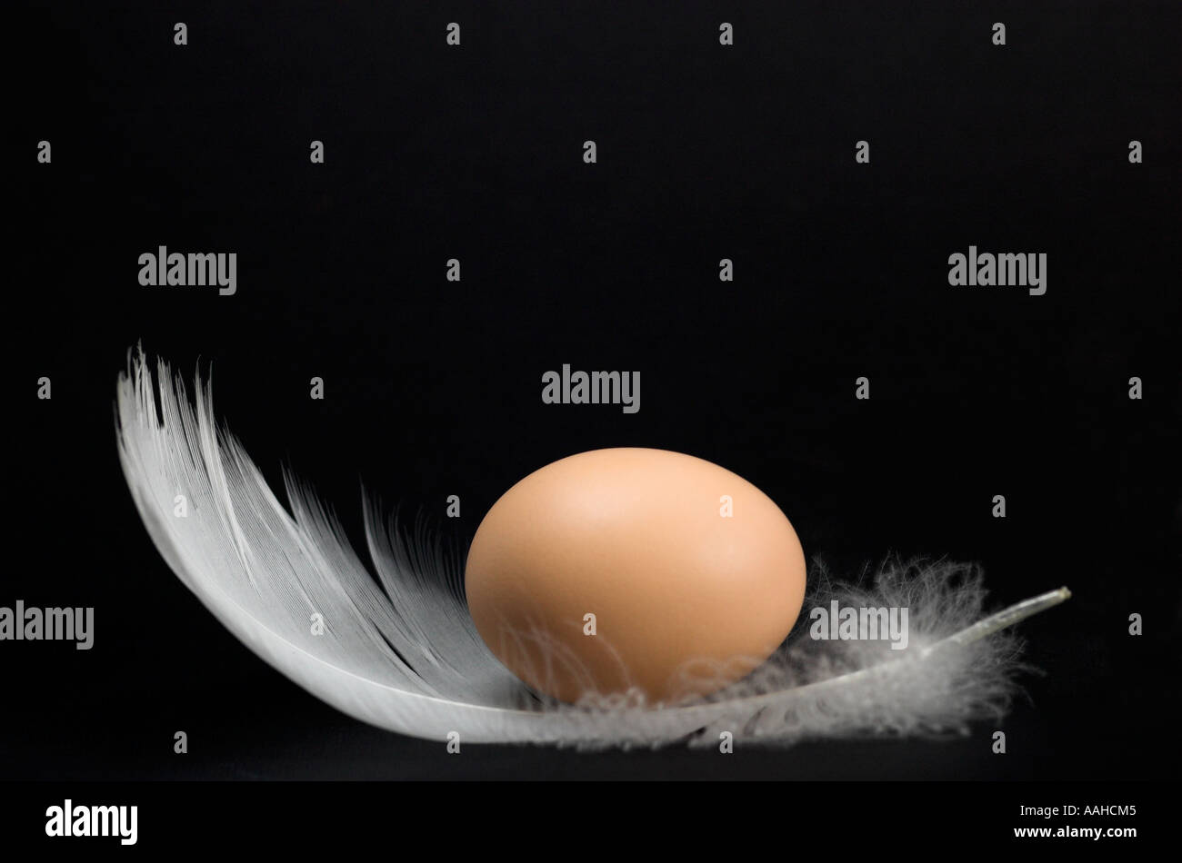 Uovo di gallina su bianco giù Foto Stock