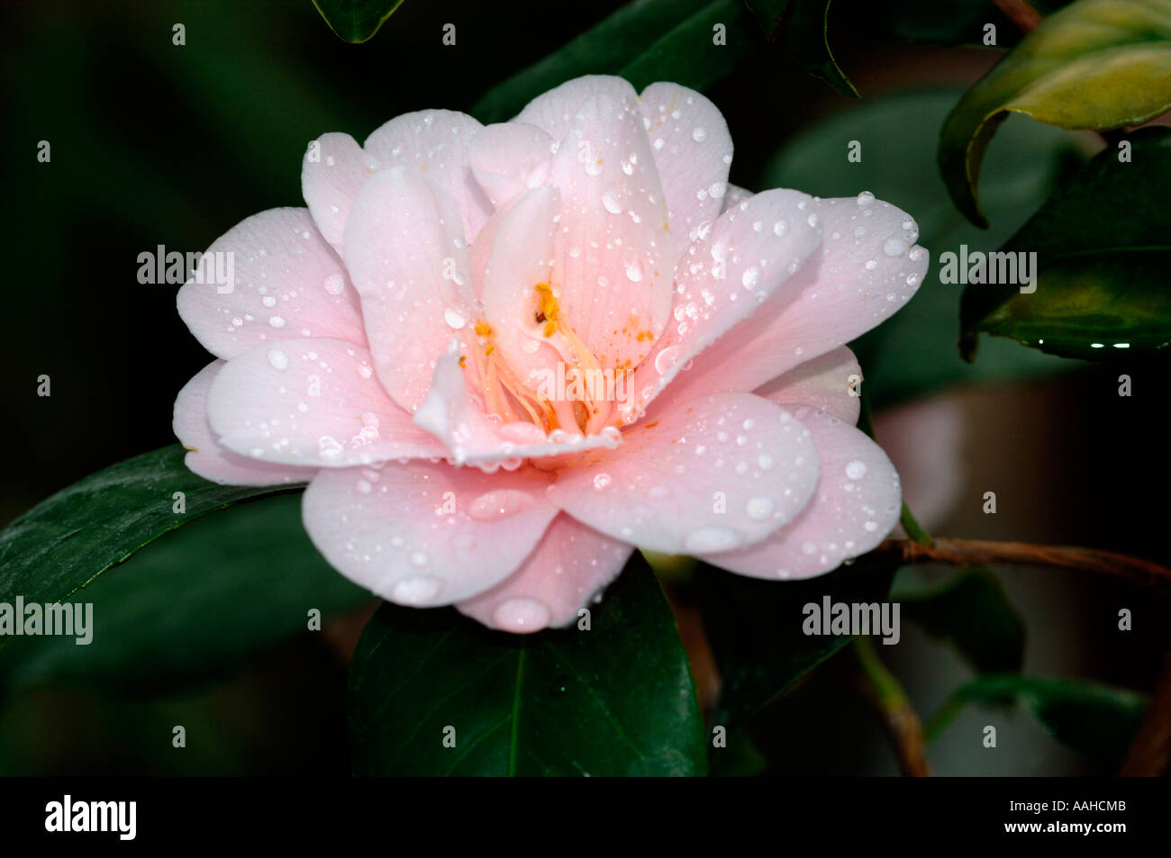 Camelia Foto Stock