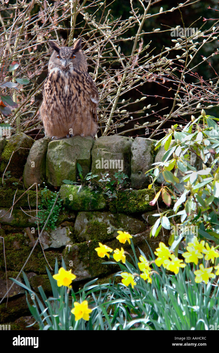 Unione gufo reale (Bubo bubo) Foto Stock