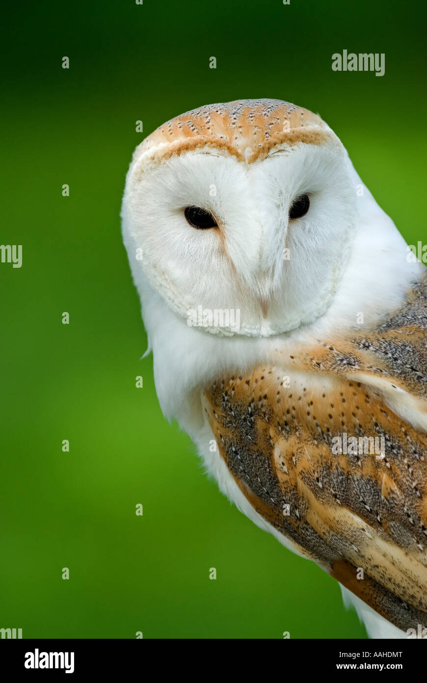 Il barbagianni (Tyto alba) Inghilterra England Foto Stock