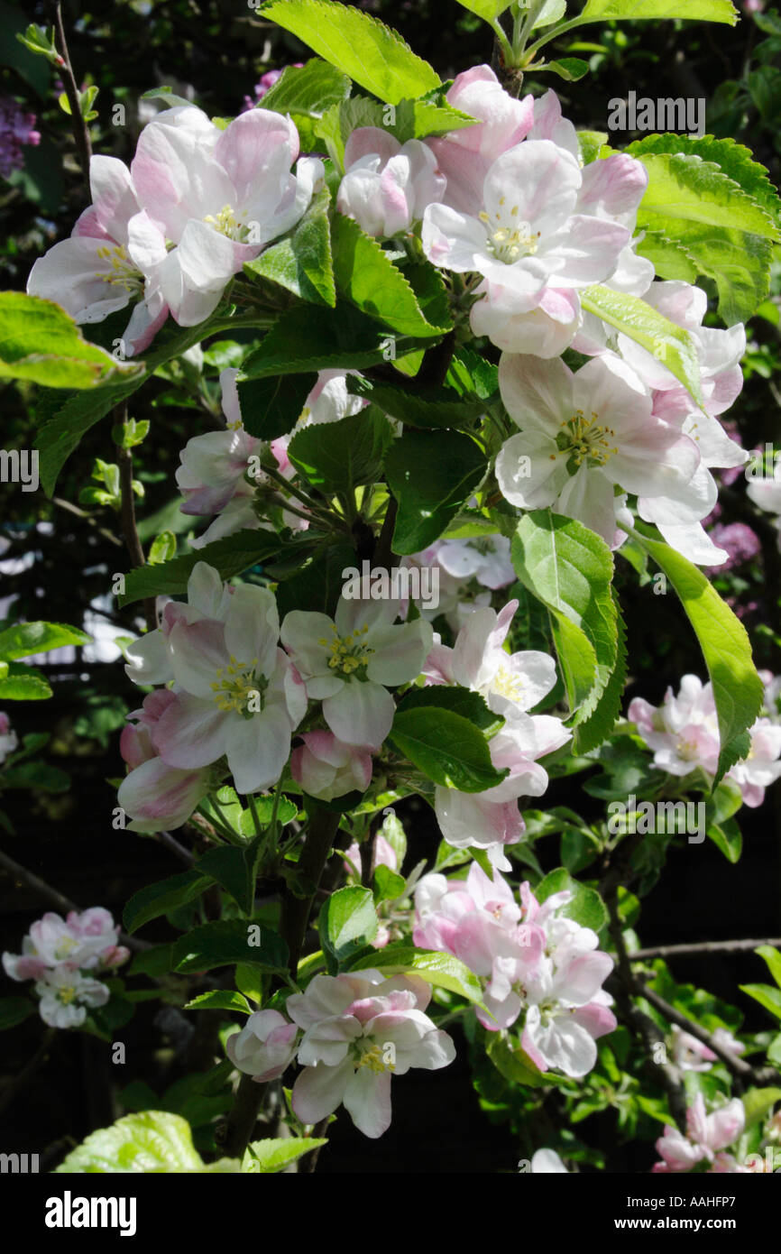 Albero di Apple Blossom in primavera Foto Stock