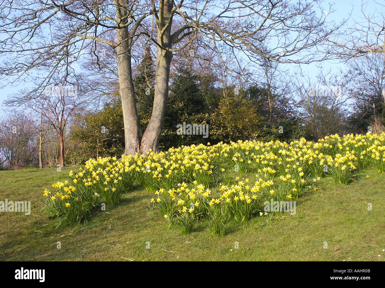 Primavera nel Parco Withdean Brighton East Sussex England Foto Stock