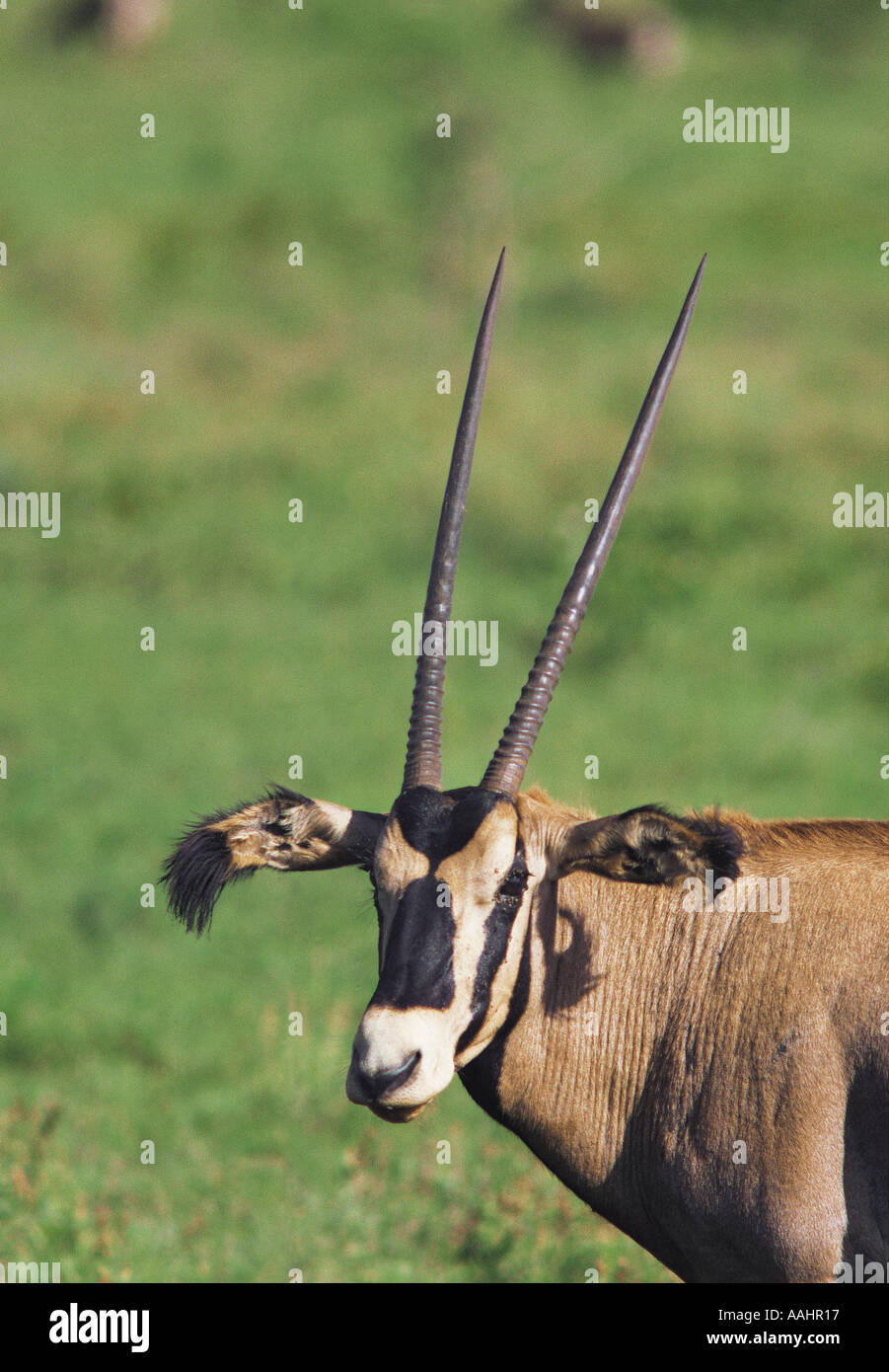 Ritratto di Fringe eared Oryx Salt Lick Santuario nei pressi di Tsavo ovest del Parco Nazionale del Kenya Africa orientale Foto Stock