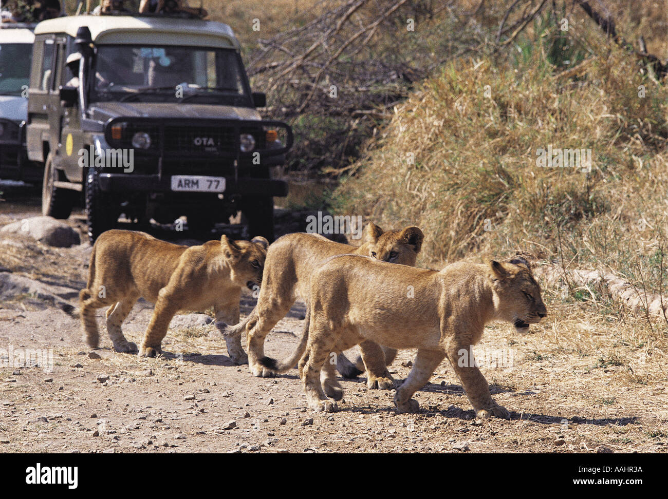 Lion cubs strada di attraversamento di fronte alla Toyota Landcruiser Serengeti National Park Tanzania Africa orientale Foto Stock