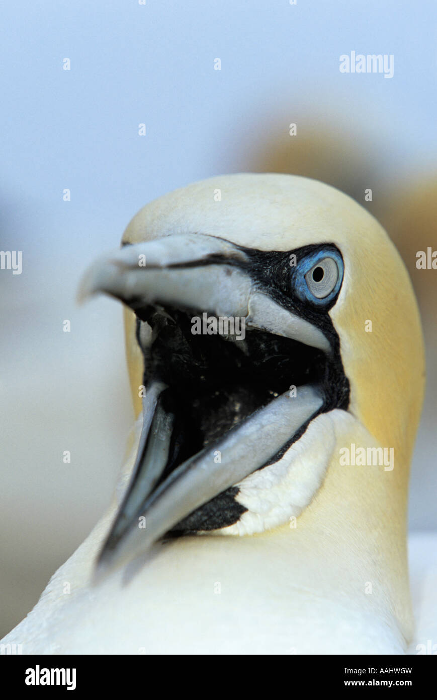 Ritratto di northern Gannet, Morus bassanus, con open bill nel comportamento di protezione a nido, Bass Rock, Scozia. Foto Stock